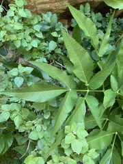 Angelica scabrida