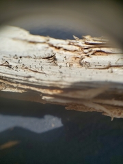 Microcalicium ahlneri