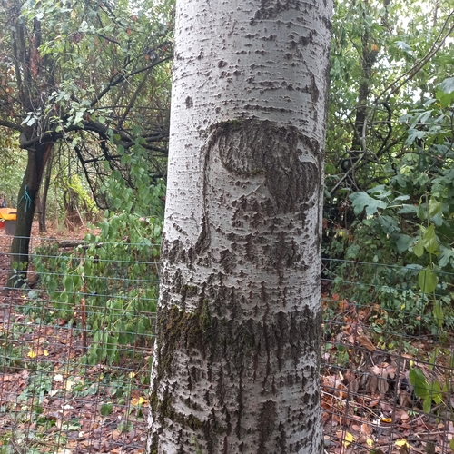 white poplar