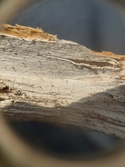 Microcalicium ahlneri
