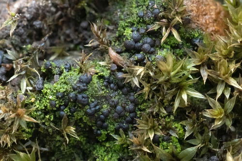 Placynthiella uliginosa, 2025-02-03
