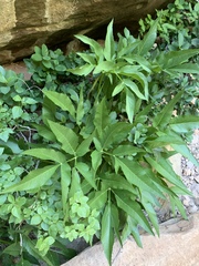 Angelica scabrida