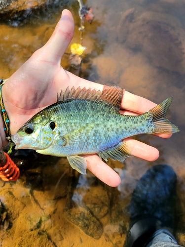 Redear Sunfish