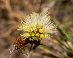 Painteria elachistophylla