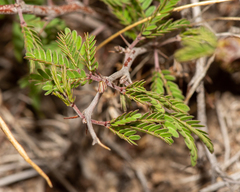 Painteria elachistophylla