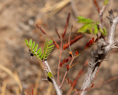 Painteria elachistophylla