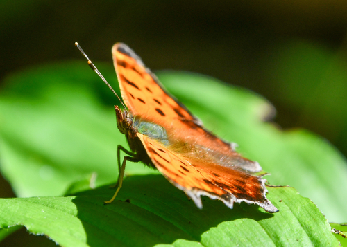 Eastern Comma