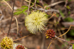 Painteria elachistophylla