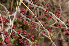 Painteria elachistophylla