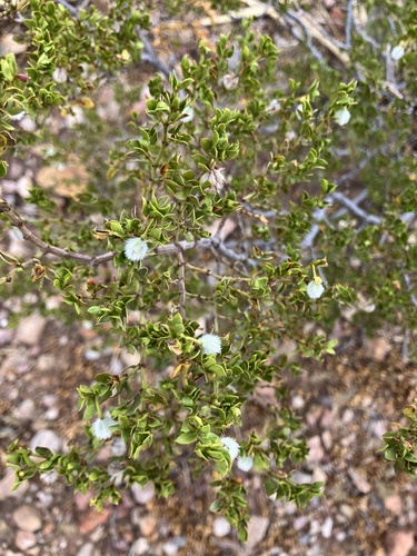 Creosote Bush
