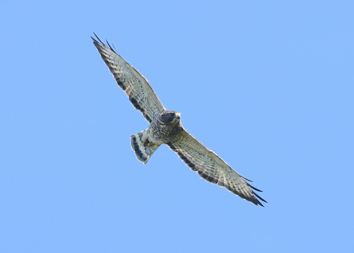 Broad-winged Hawk