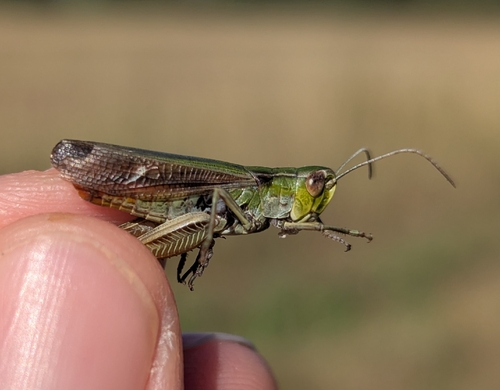 Stripe-winged Grasshopper