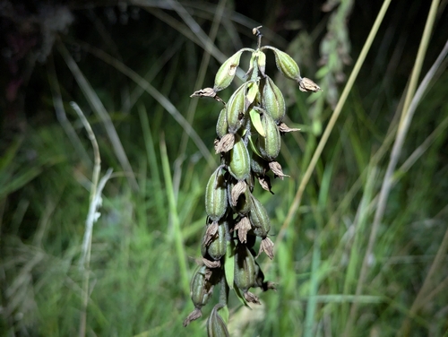Marsh Helleborine