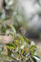 Leptotes trigemmatus
