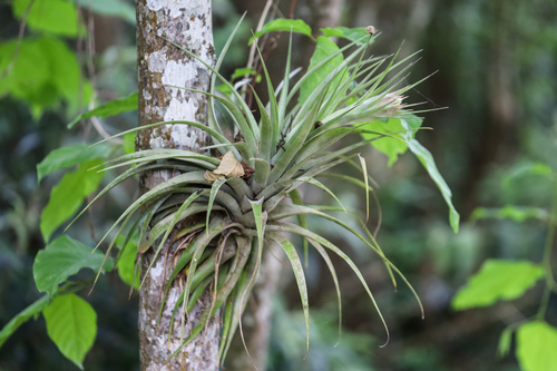 Tillandsia geminiflora, photograph 5