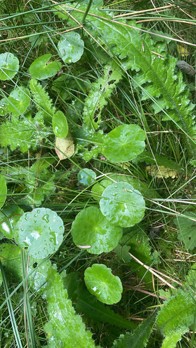 Marsh Pennywort