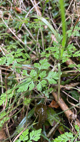 Herb Robert