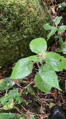 hedge woundwort