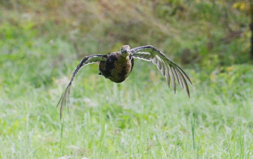 Black Grouse