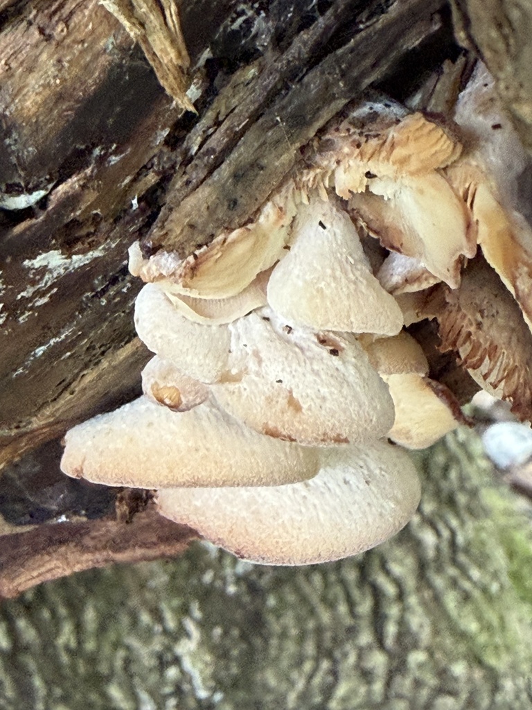 Lentinellus vulpinus · September 2026 · photo: Photo: (c) Julie Travaglini, some rights reserved (CC BY) · iNaturalist