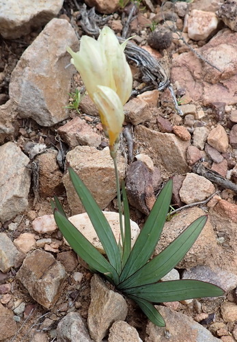 Freesia corymbosa, photograph 6