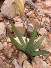 Freesia corymbosa, photograph (c) Nicola van Berkel, some rights reserved (CC BY-SA)