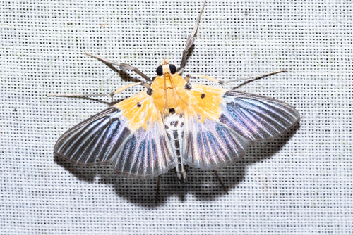 Nevrina procopia