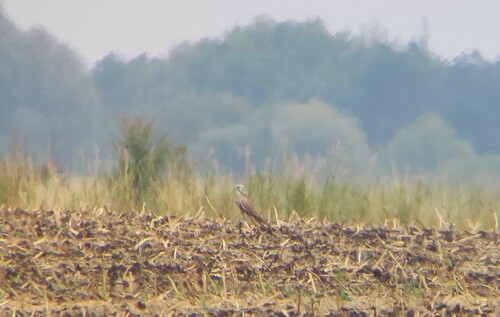 Saker Falcon