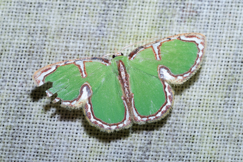 Comostola cedilla