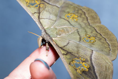 Antheraea rosieri
