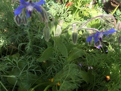 Borago