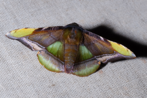 Fascellina pulchracoda