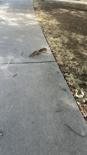 Eastern Fox Squirrel