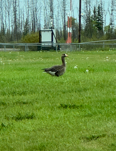 Greater White-fronted Goose