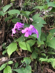 Phlox glaberrima