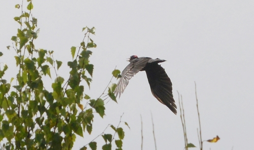 Black Woodpecker