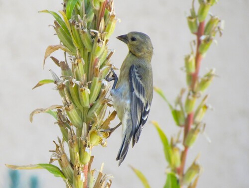 Lesser Goldfinch