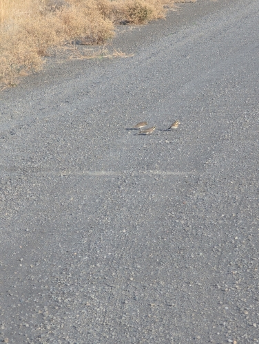 Horned Lark