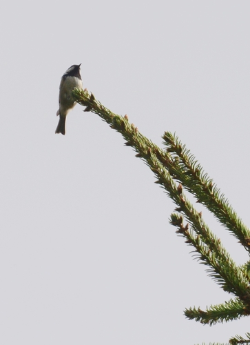 Coal Tit