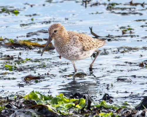 Dunlin