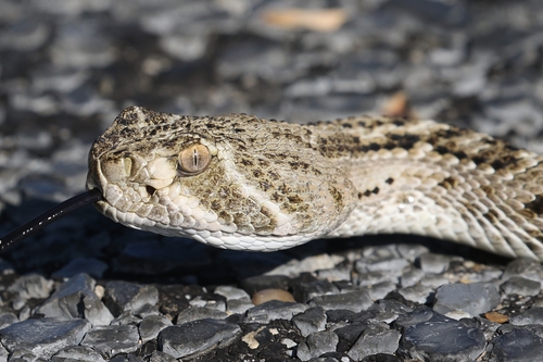 Western Diamond-backed Rattlesnake