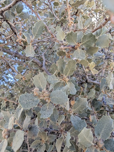 Quercus cornelius-mulleri, photograph 4