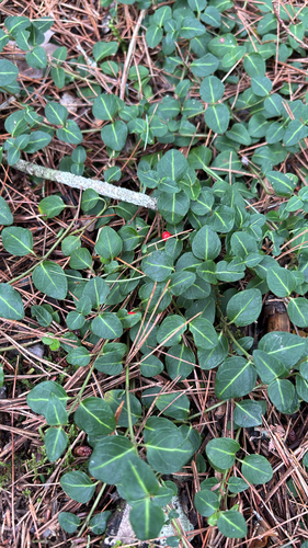 partridgeberry