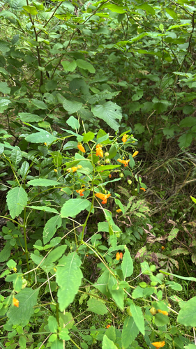 common jewelweed