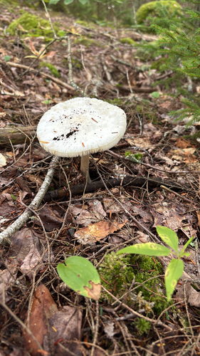 American Abrupt-bulbed Lepidella