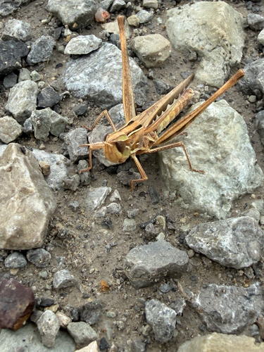 Admirable Grasshopper