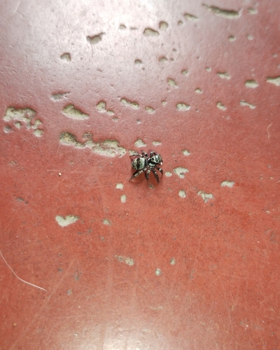 Corythalia conferta