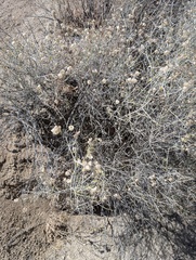 (c) glitter2136, some rights reserved (CC BY-SA) Scutellaria mexicana, photograph (c) glitter2136, some rights reserved (CC BY-SA)