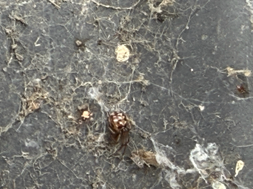 Triangulate Combfoot