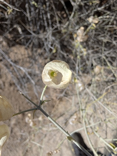 Scutellaria mexicana, photograph 4